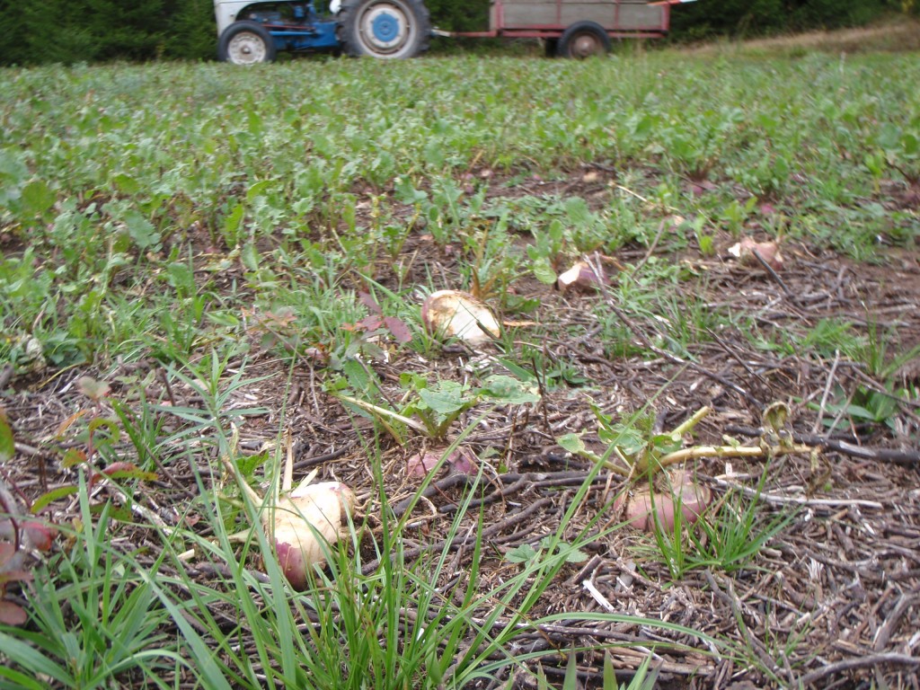 Turnips are a favorite fall treat for deer